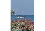 Sailboat anchored on a calm blue sea with pink flowering bushes in the foreground and palm leaves partially framing the view